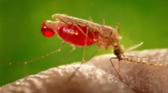 Alergia na moskitiery ukąszenia