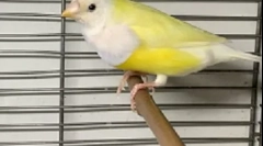 Amadiny opieki i konserwacja w domu