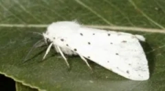 Amerykański biały motyl