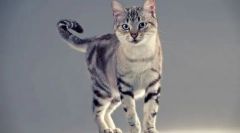 American shorthair cat (foto): feline long-wątroba