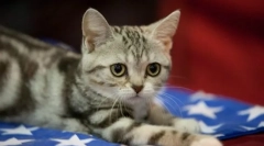 American shorthair cat