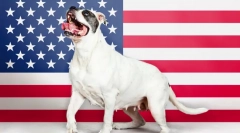 Rasy amerykańskie psów