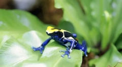 Płazy. Budynek i cechy