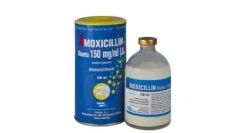 Amoksycylina dla kotów: świadectwo, schemat recepcji i inne ważne punkty