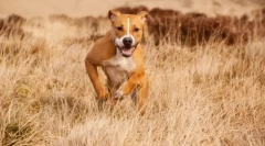 Amstaff (zdjęcie): delikatny zwierzak i wierny obrońca