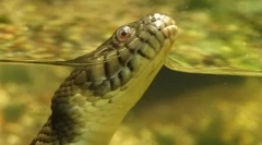 Anaconda - największy wąż nowoczesności