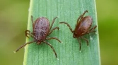 Badanie krwi dla borreliozy i zapalenia mózgu