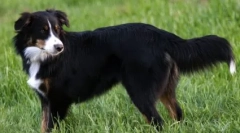 Pasterz angielski: wierny przyjaciel i niezawodny obrońca