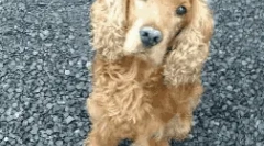 Brytyjskie rasy psów