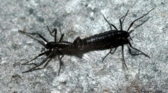 Antarktyda komar-bell