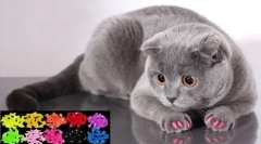 Antykajty dla kotów: recenzje lewo weterynarii o korzyściach i niebezpieczeństwach miękkich loków