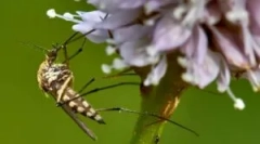 Lampy anty moskitorów z komarów