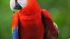 Ara tancer: wideo, gdzie papuga tańczy na łóżku