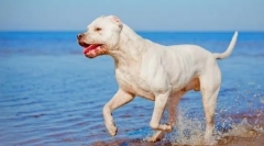 Argentyński pies (zdjęcie): przystojny, dzielny myśliwy i obrońca