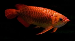 Azjatycki starzenie się