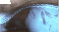 Wsibites w kotach: jaki jest problem