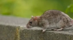 Aspekty człowieka zatrucia z trucizną szczura