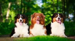 Australijski pies pasterski (zdjęcie): piękno, umysł i oddanie