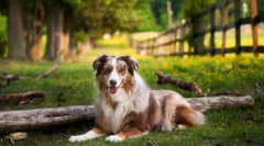 Australijska shepherda