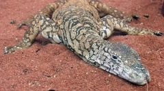 Australijski giant varan