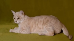 Australijska mgła: misty kot