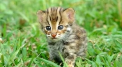 Asian leopard cat: music tropical hunter