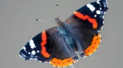 Admiral butterfly: opis i styl życia