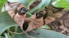 Motyl brahnik: opis i typy