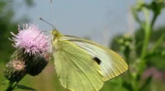Motyl - kapusta i gąsienice na kapuście