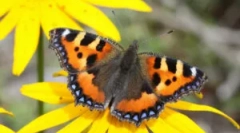 Motyl narzędzie: opis i styl życia