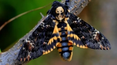 Motyl dead head