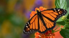 Monarch motyl
