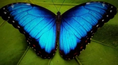 Motyl morpho