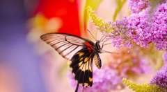 Motyle i ich styl życia