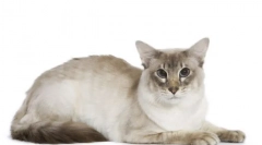 Balinese (balinese) cat