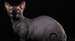 Bambino - cud na krótkich nogach