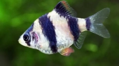 Barbusa lub usachi (puncius)