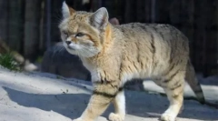 Rozgałęziony kot: cechy rasy