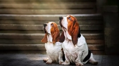 Basset hound (foto): lucky hunter i prawdziwy humorysta