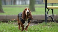 Basset hound