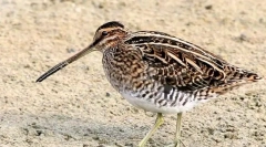 Bekas (zdjęcie): uważaj lamb las