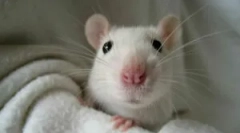 Biały dom szczur i warunki