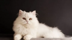 Biały kot (zdjęcie): cechy charakteru, opieka nad białym pięknem