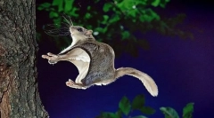 Latająca wiewiórka