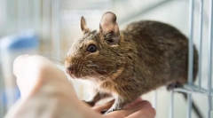 Drogie białka w domu