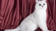 Białe brytyjskie koty