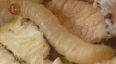 Białe robaki w kuchni w domu