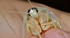 Białe i przezroczyste karaluchy