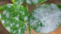 Biały nalot na paletach i sposobach radzenia sobie z tym