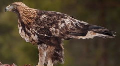 Berkut - vladyka heaven